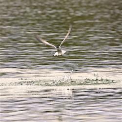 Lesser Tern with fish